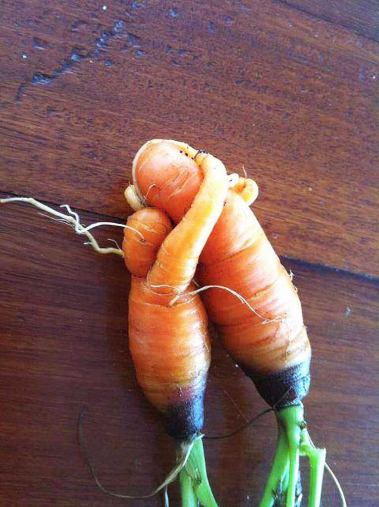 Морквяна любов