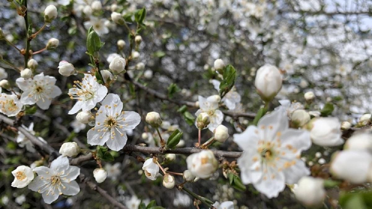 Зима посеред весни: фото сакур під снігом на Закарпатті Зима посеред весни: фото сакур під снігом на Закарпатті