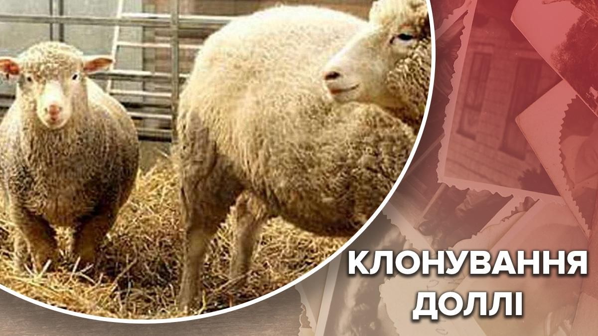 Первое клонирование: почему состояние овцы Долли стало критическим