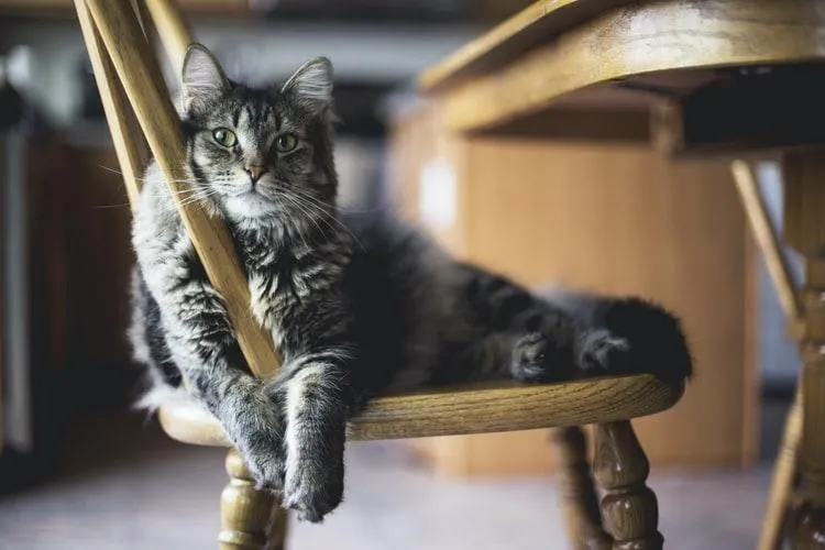 Кіт на стільці