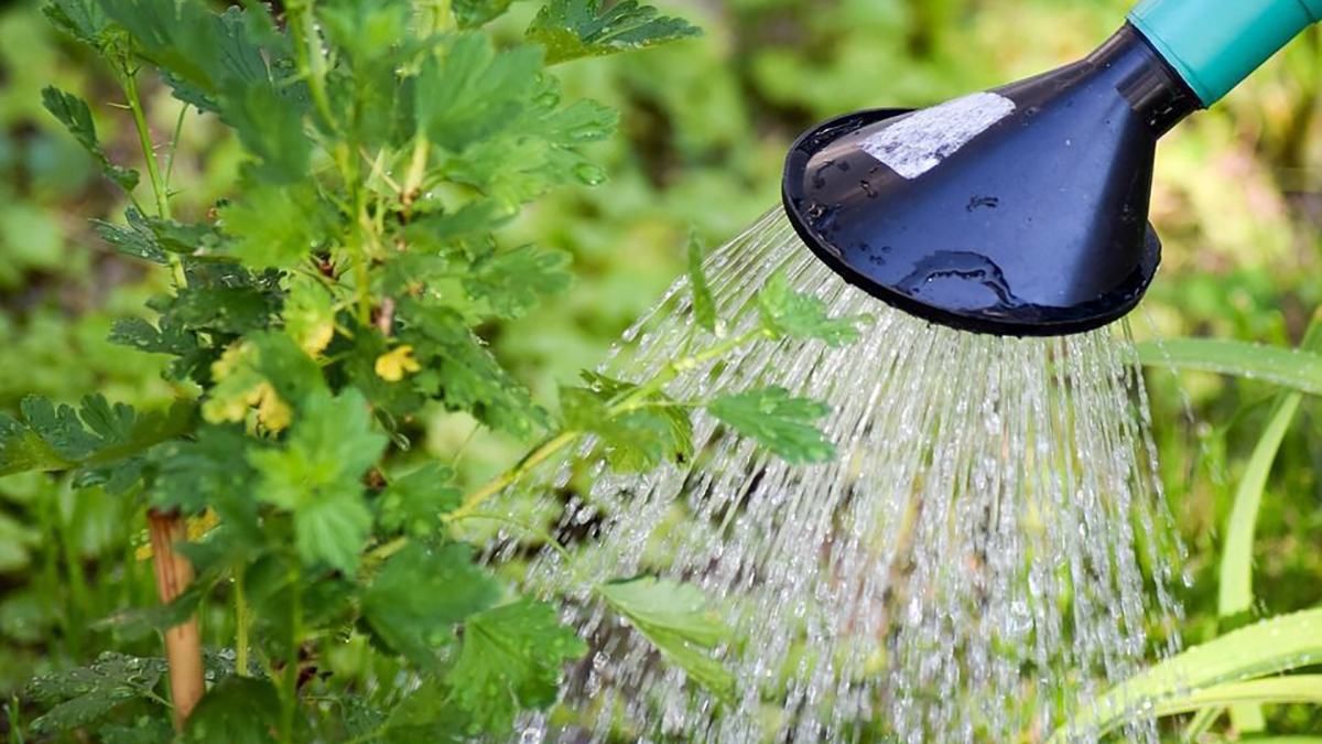 На Запоріжжі жінка отруїлася рідиною для рослин На Запоріжжі жінка отруїлася рідиною для рослин