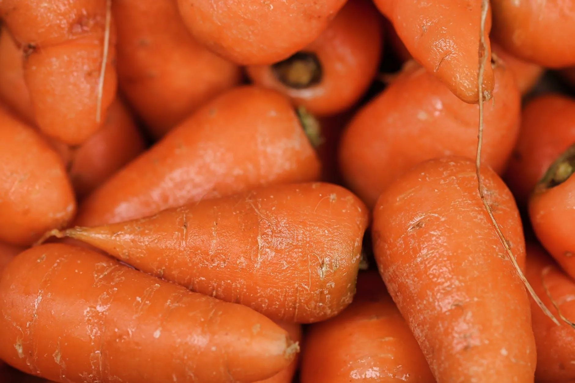 Чи морква помагає для покращення зору 