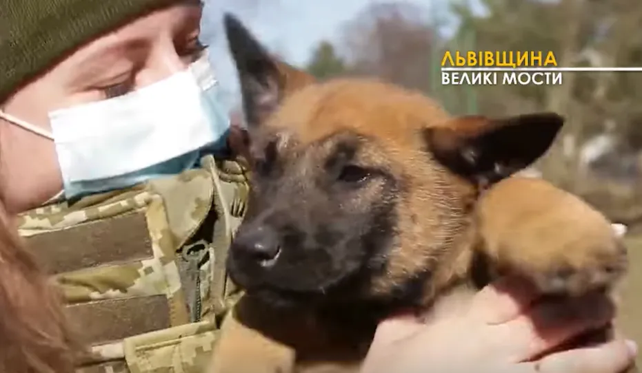 Уже в 2 місяці зрозуміло, до якої підготовки здатне цуценя