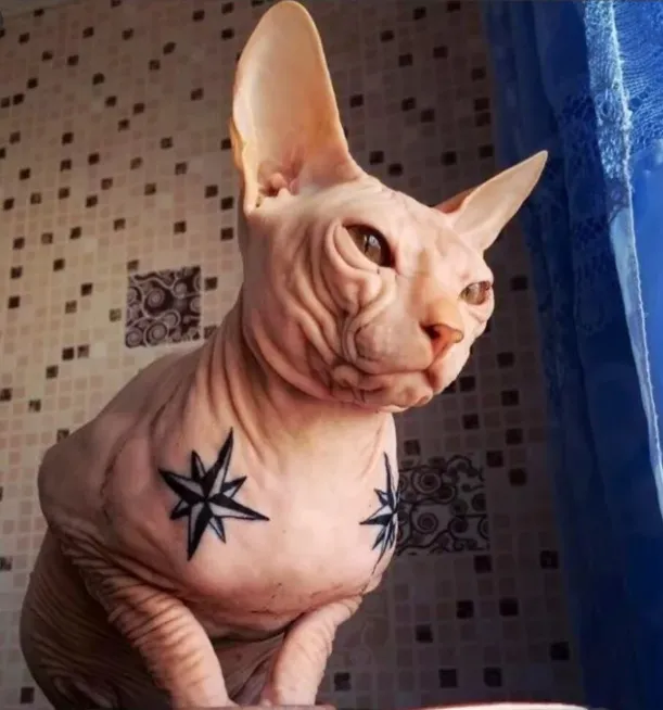 Животные не принимают решения о татуировках, а вынуждены терпеть из-за прихоти владельца Животные не принимают решения о татуировках, а вынуждены терпеть из-за прихоти владельца