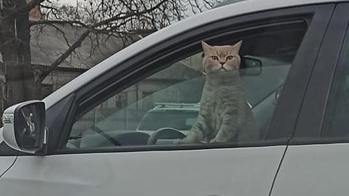 Кіт був за кермом: у Києві під час затору зробили кумедне фото Кіт був за кермом: у Києві під час затору зробили кумедне фото