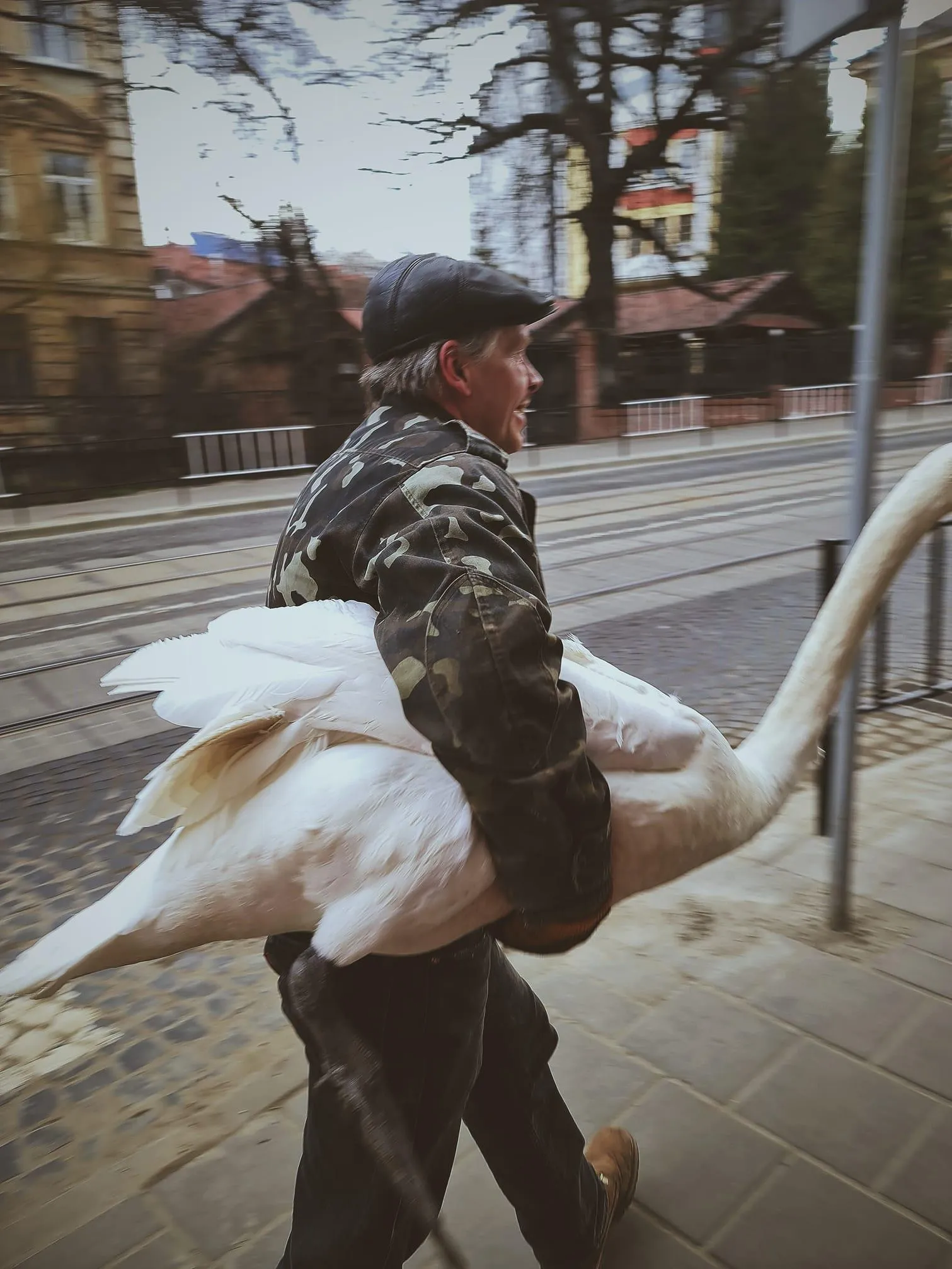 У Львові зі Стрийського парку втік лебідь-шипун – кумедні фото