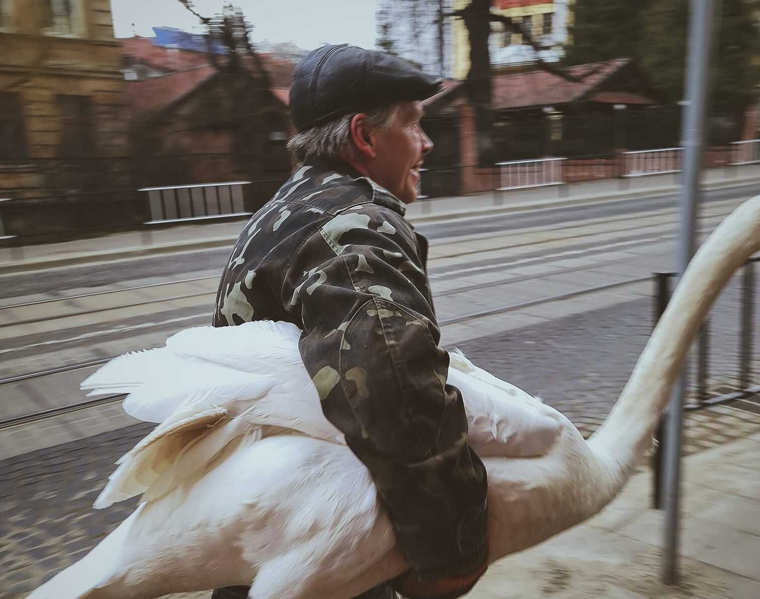 Во Львове из Стрыйского парка убежал лебедь-шипун - смешные фото 