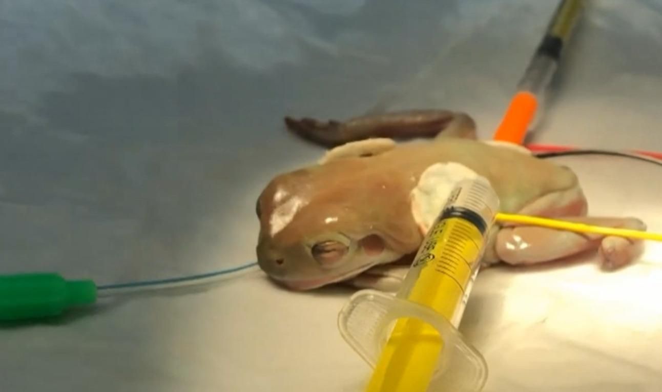 Ветеринари у Дніпрі видалили у 16-річної жаби Жабіка пухлину