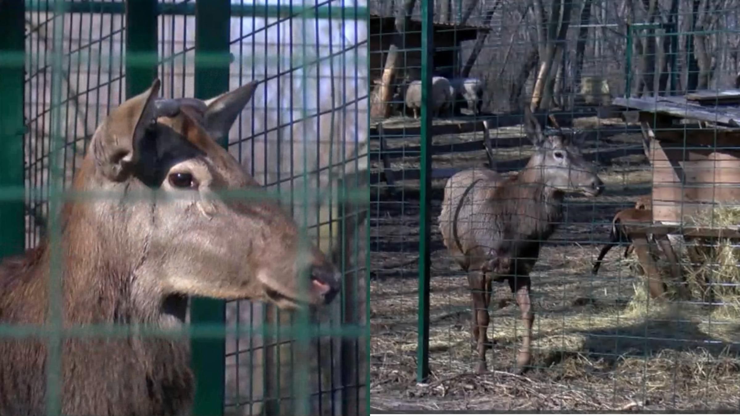 У Краматорську благородного оленя врятували від браконьєрів У Краматорську благородного оленя врятували від браконьєрів