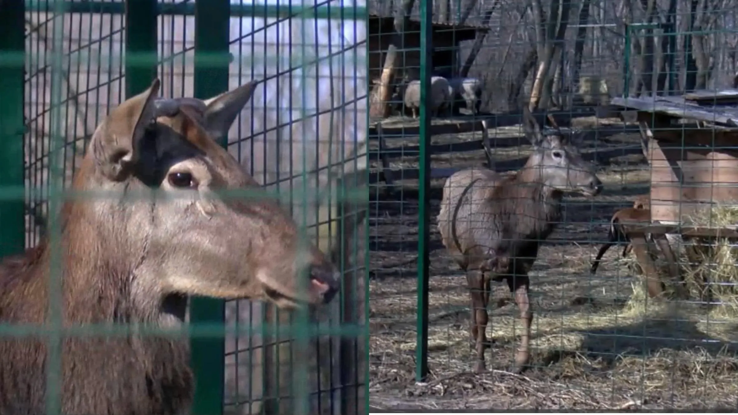 олень олень