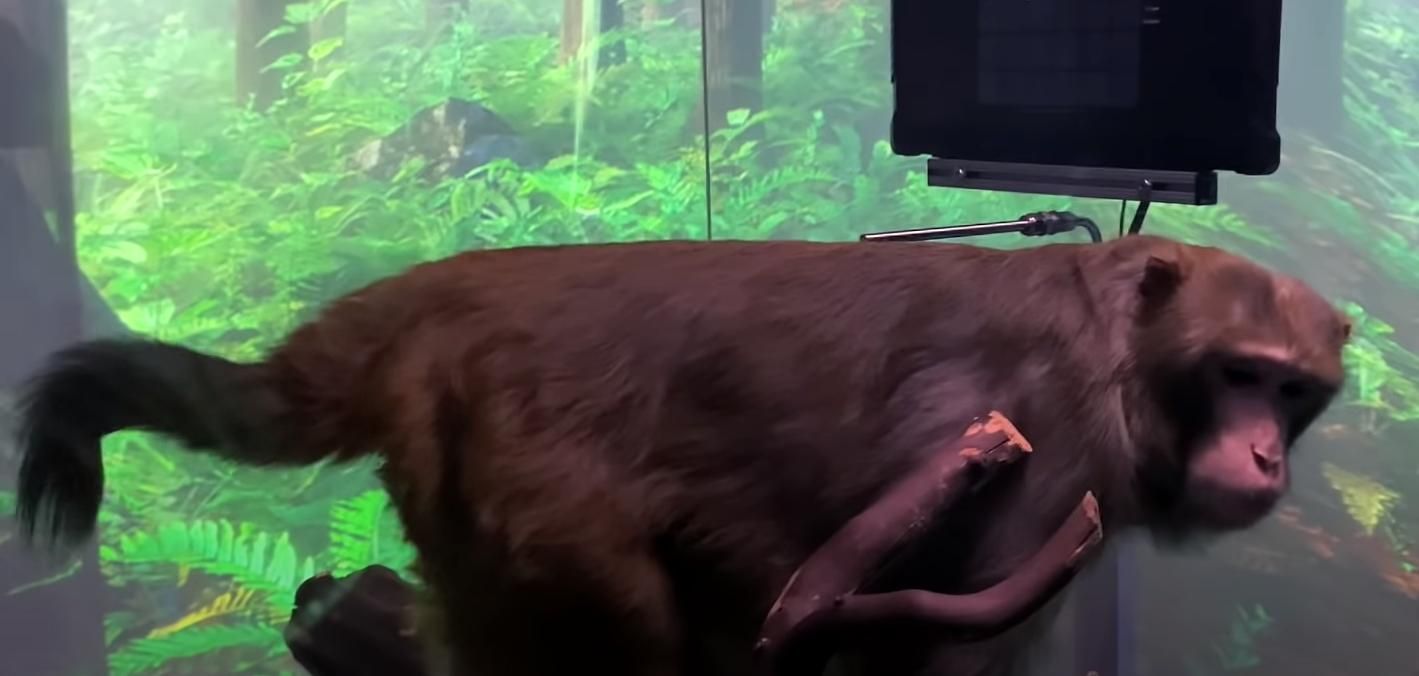 Мавпа зіграла у пінг-понг на комп'ютері за допомогою Neuralink