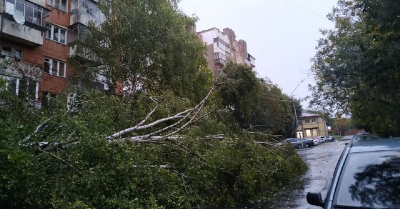 Львів’янин відсудив у мерії 84 тисячі гривень за розтрощене деревом авто