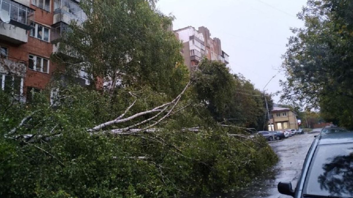 Львовянин отсудил у мэрии 84 тысячи гривен за разбитое деревом авто 