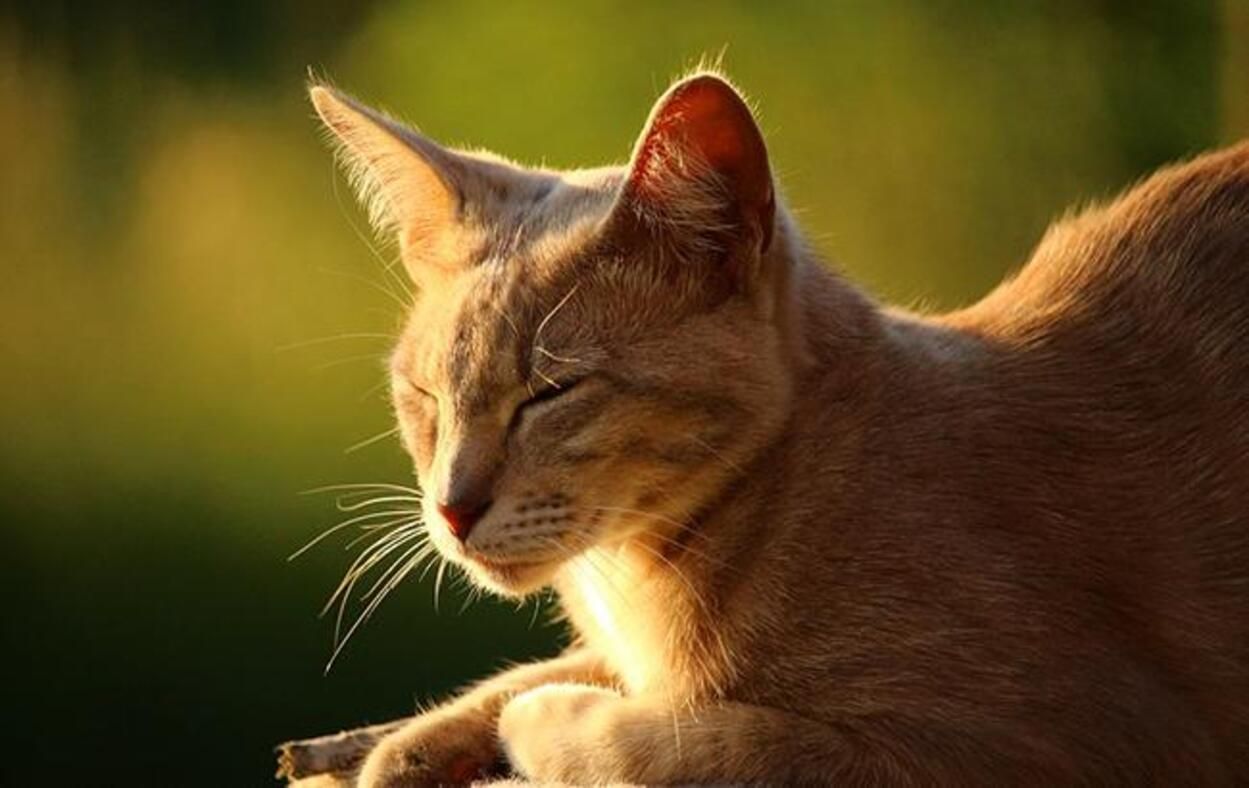 На Львовщине пришло потепление: прогноз погоды во Львове и области на 10 - 11 апреля 2021 На Львовщине пришло потепление: прогноз погоды во Львове и области на 10 - 11 апреля 2021