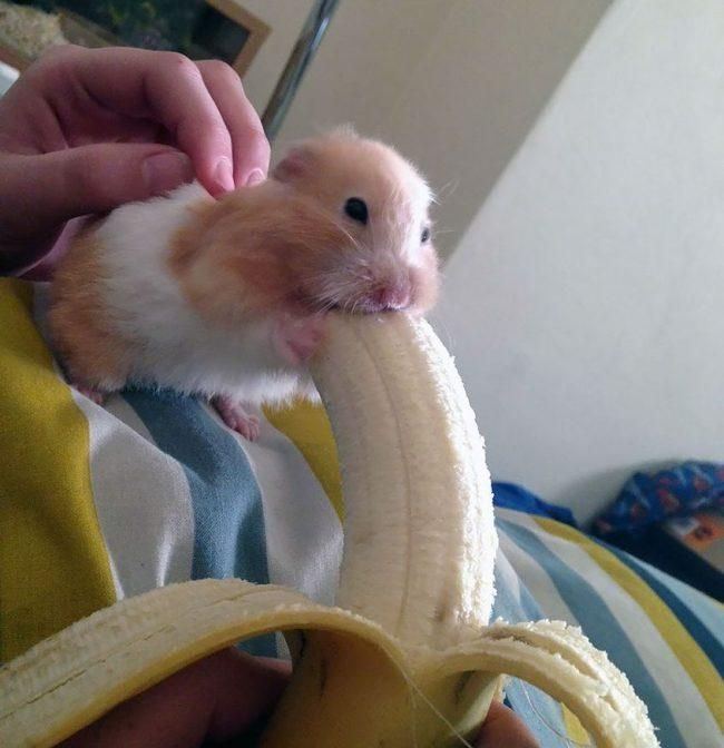 Хомяк ест банан