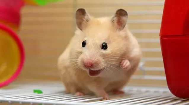 Все домашние золотистые хомяки происходят от одной самки Все домашние золотистые хомяки происходят от одной самки