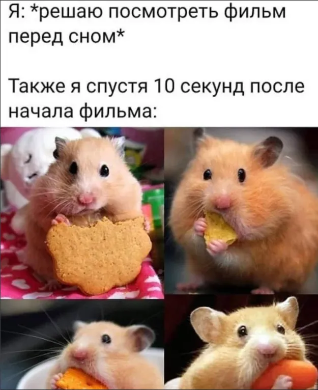 Хомяки часто становятся героями курьезных картинок и мемов Хомяки часто становятся героями курьезных картинок и мемов