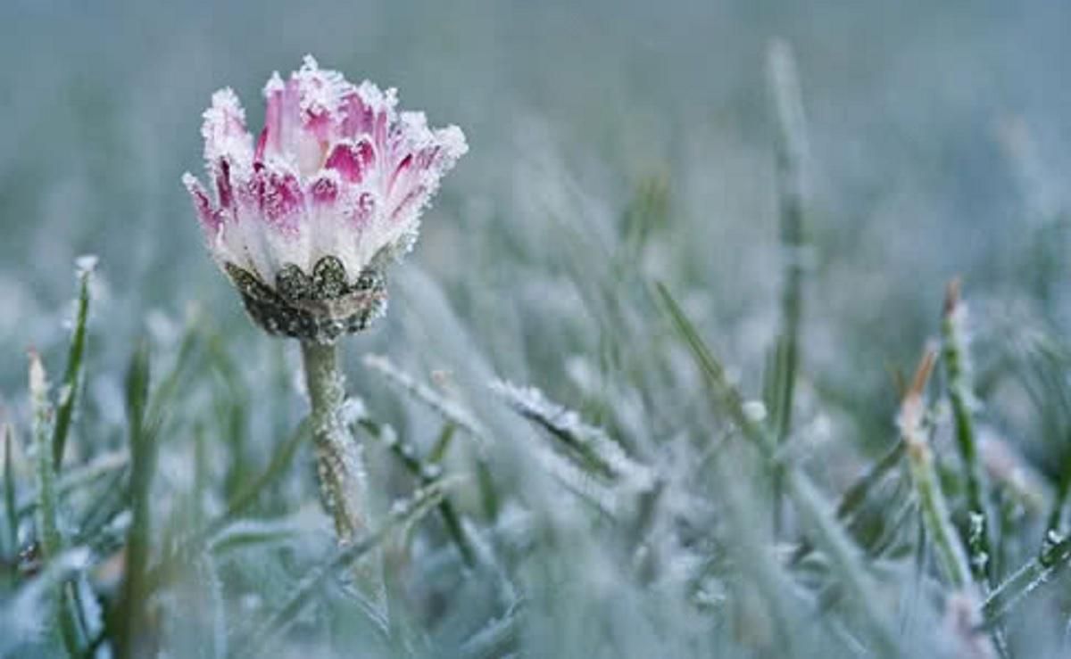 В Україні прогнозують заморозки 12 квітня 2021: в яких областях В Україні прогнозують заморозки 12 квітня 2021: в яких областях