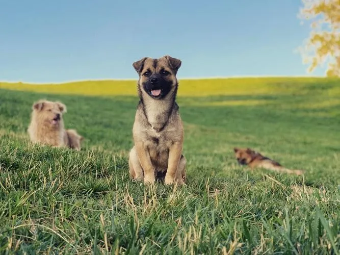 Цуценята Цуценята