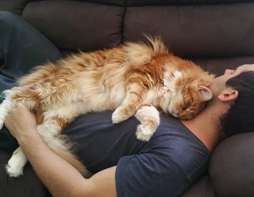 Коти часто полюбляють спати на людині