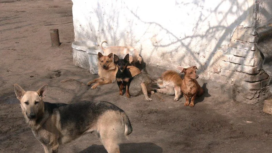 Собаки охраняют двор своих хозяев