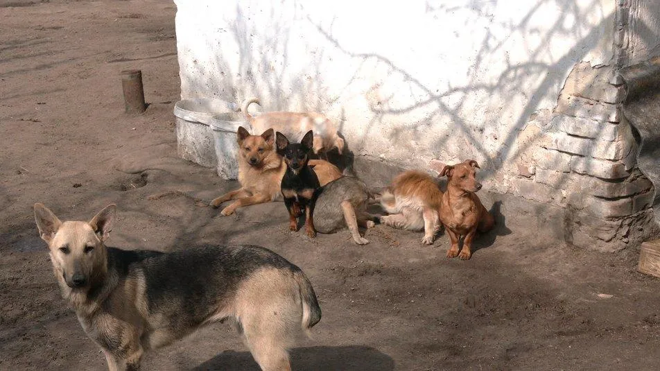 Собаки охороняють подвір'я своїх господарів Собаки охороняють подвір'я своїх господарів