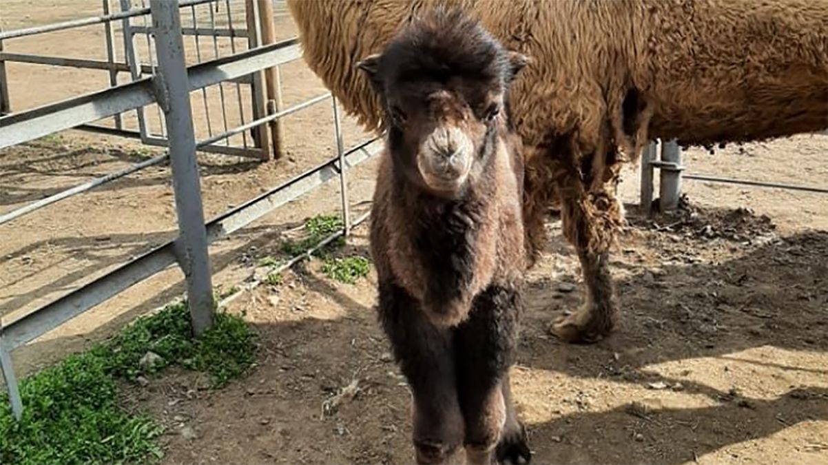 В Одеському зоопарку народився верблюжатко: милі фото