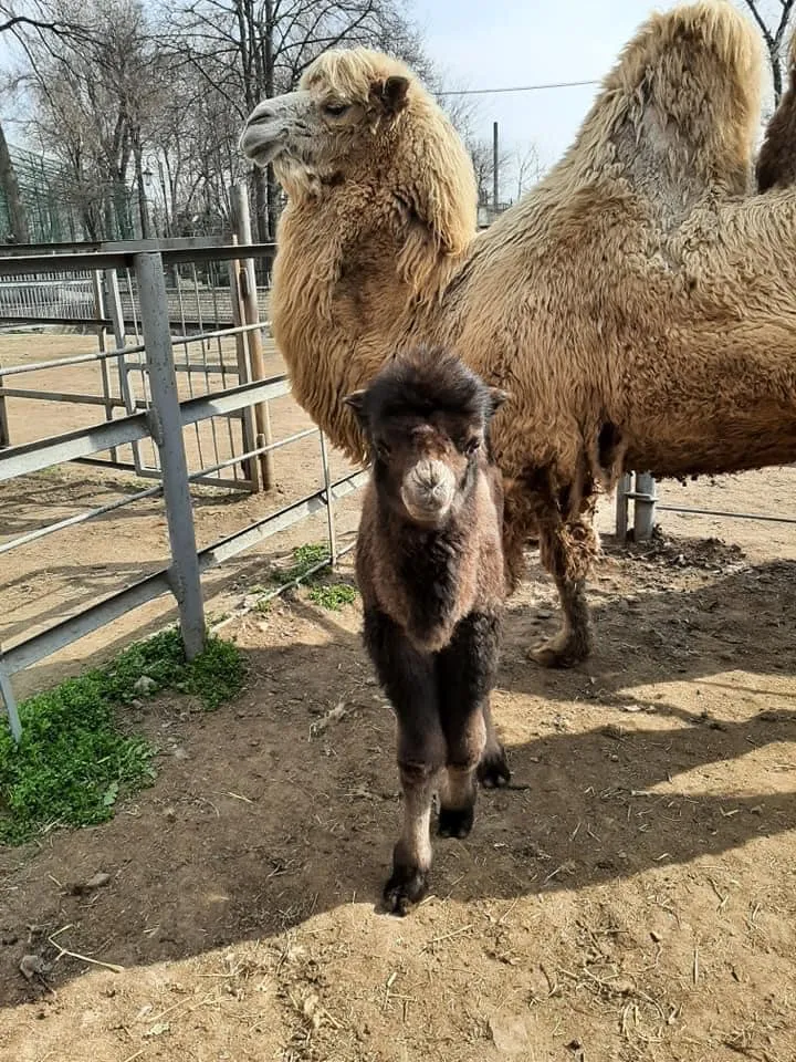 Верблюжатко в одеському зоопарку Верблюжатко в одеському зоопарку