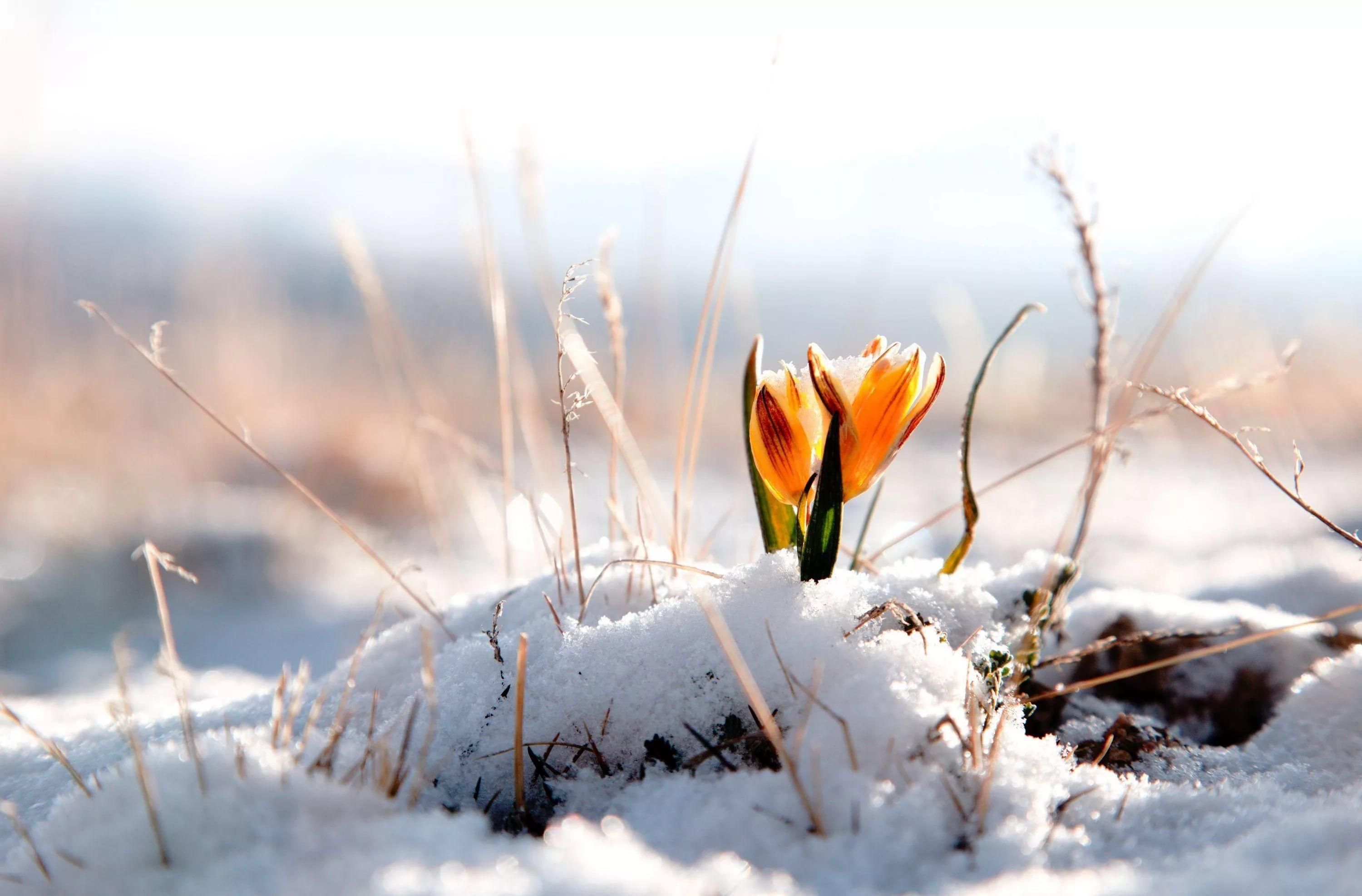 Погода в Украине на 15 апреля: снова выпадет снег