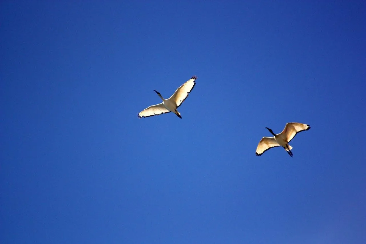 17 квітня яке свято 17 квітня яке свято