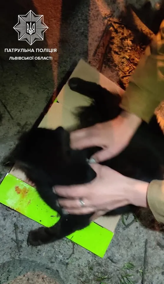 Заважали нявканням: у Львові чоловік викинув кошенят з вікна багатоповерхівки – фото Заважали нявканням: у Львові чоловік викинув кошенят з вікна багатоповерхівки – фото