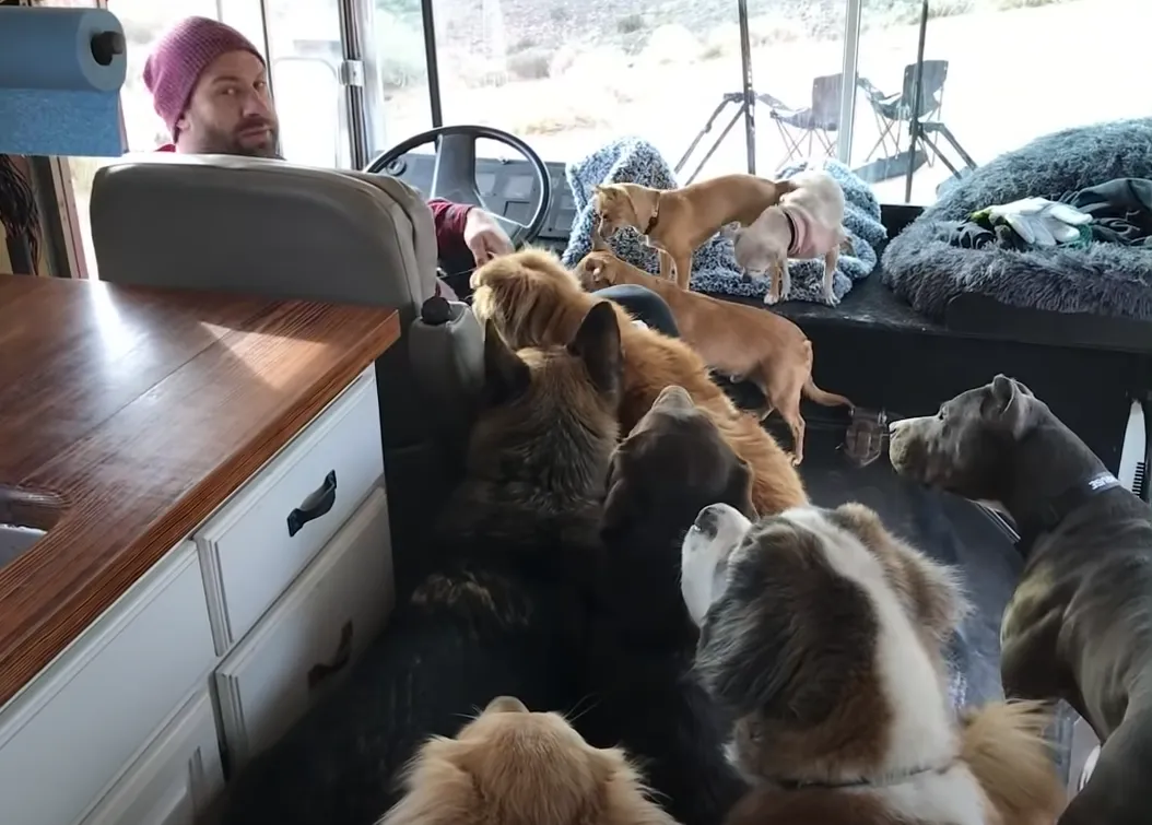 Хозяин берет своих собак в путешествие