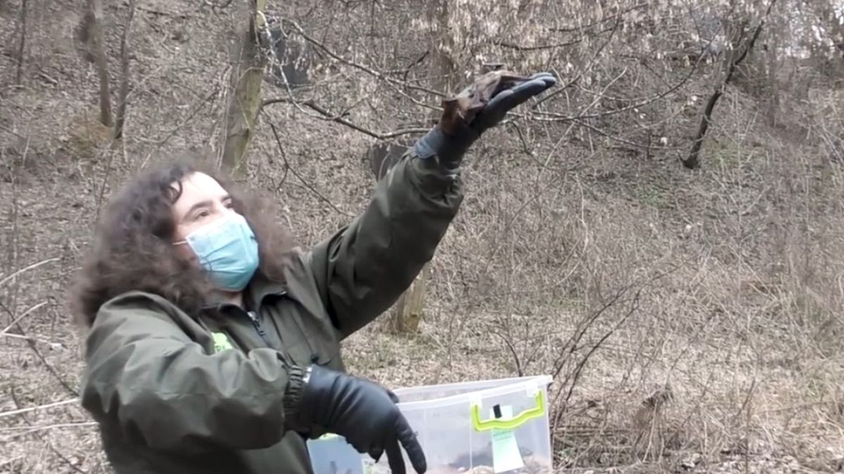 У Києві із зоопарку випустили кажанів: відео У Києві із зоопарку випустили кажанів: відео