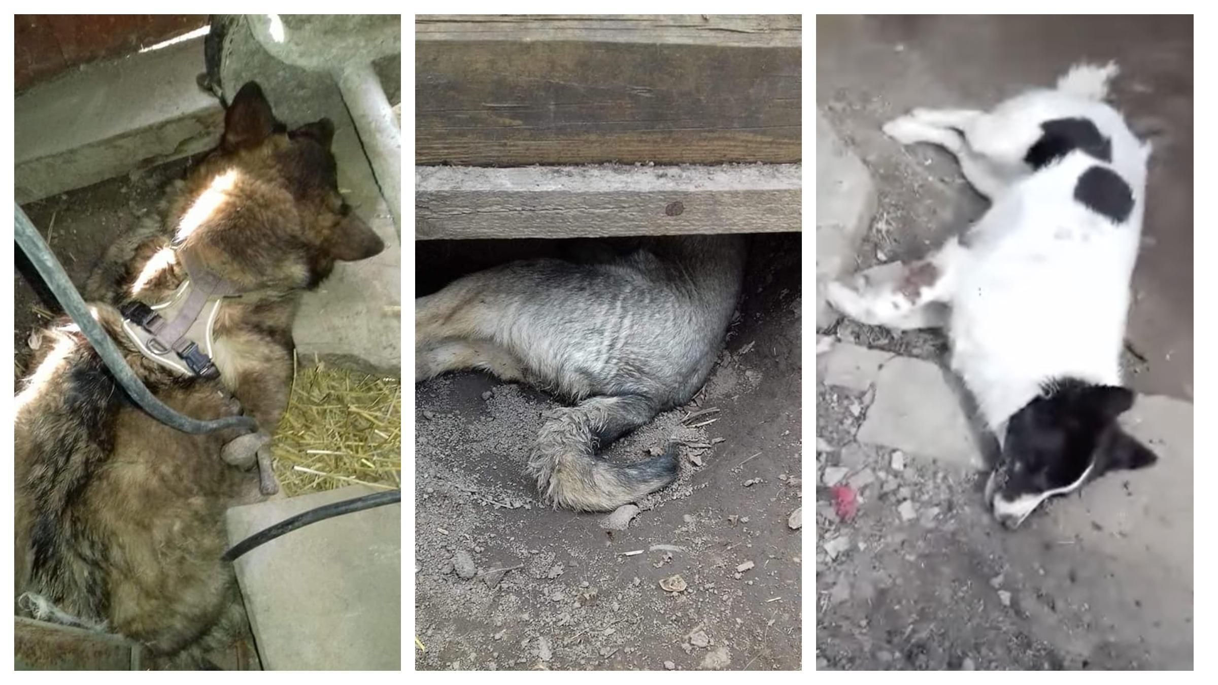 В Жмеринке живодер убил 3 собак: Геращенко пообещал наказать подонка В Жмеринке живодер убил 3 собак: Геращенко пообещал наказать подонка