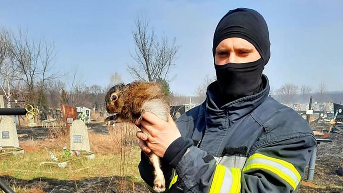В Харькове пожарные спасли зайчонка от огня на кладбище