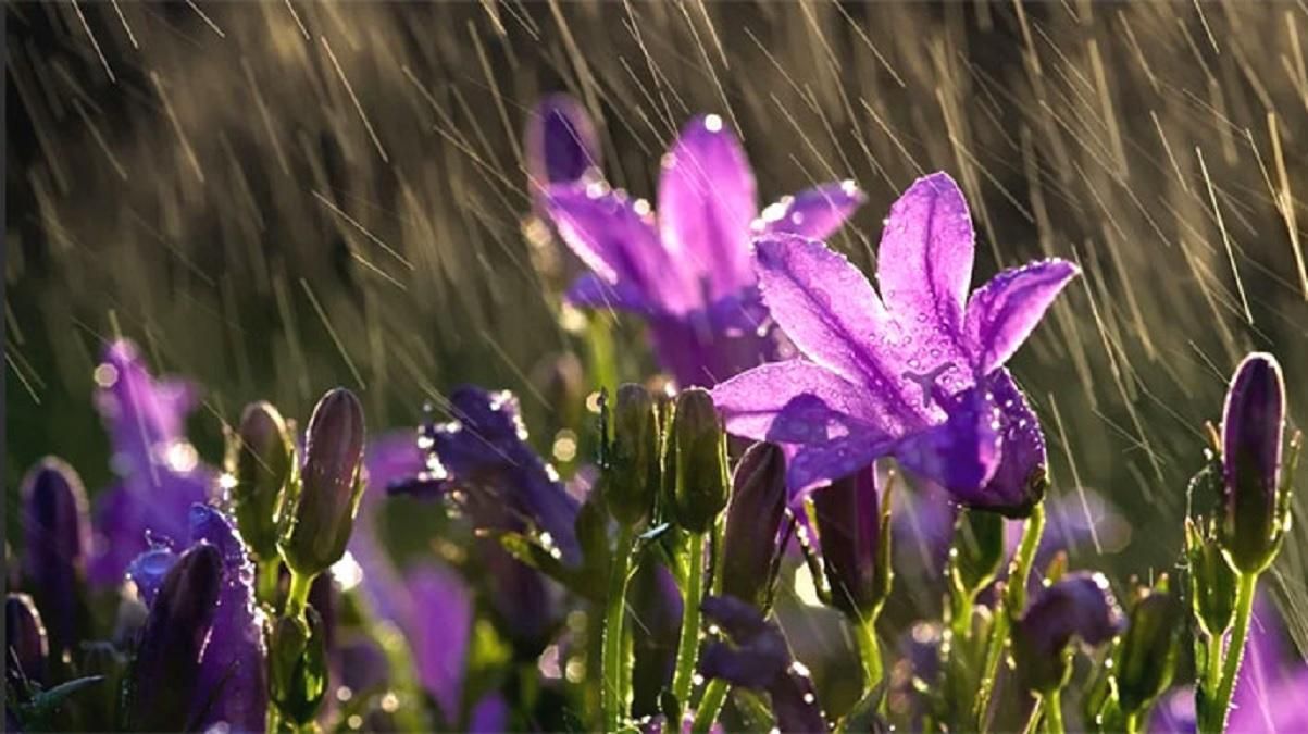 Погода 15 квітня 2021: прогноз від синоптиків України Погода 15 квітня 2021: прогноз від синоптиків України