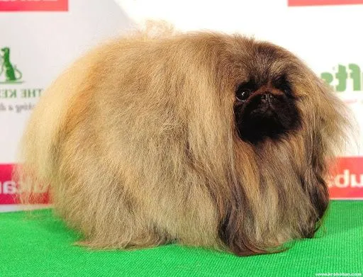 Пекінеси мають густу й пухнасту шерсть Пекінеси мають густу й пухнасту шерсть