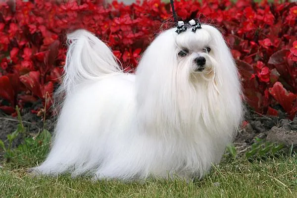 Болонкам можна робити креативні стрижки або відрощувати шерсть Болонкам можна робити креативні стрижки або відрощувати шерсть