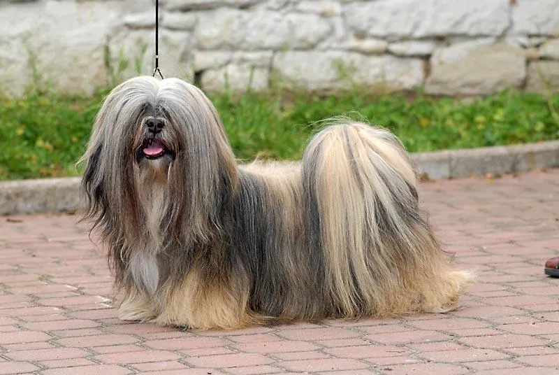 Ці собаки мають дуже благородний вигляд Ці собаки мають дуже благородний вигляд