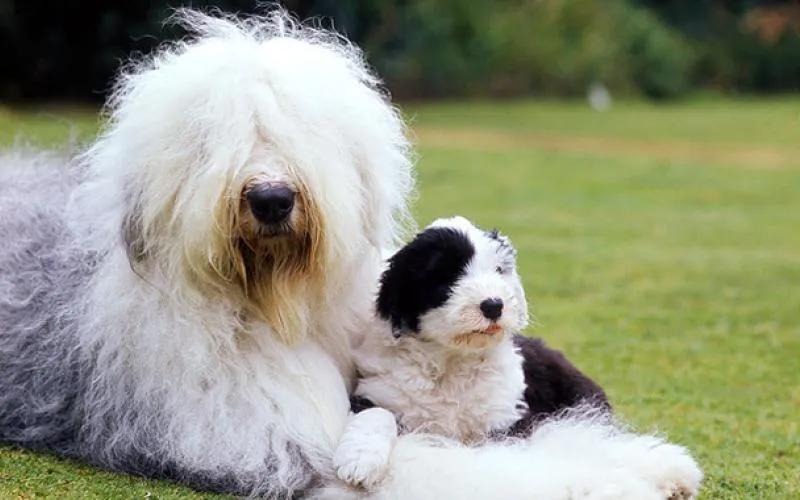 Цих собак усе частіше заводять як домашніх улюбленців Цих собак усе частіше заводять як домашніх улюбленців