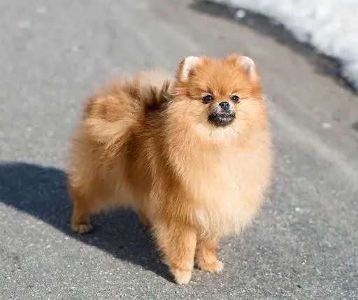 Шпіци сміливі пухнастики Шпіци сміливі пухнастики