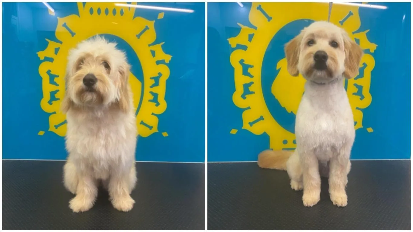 До після грумера До після грумера