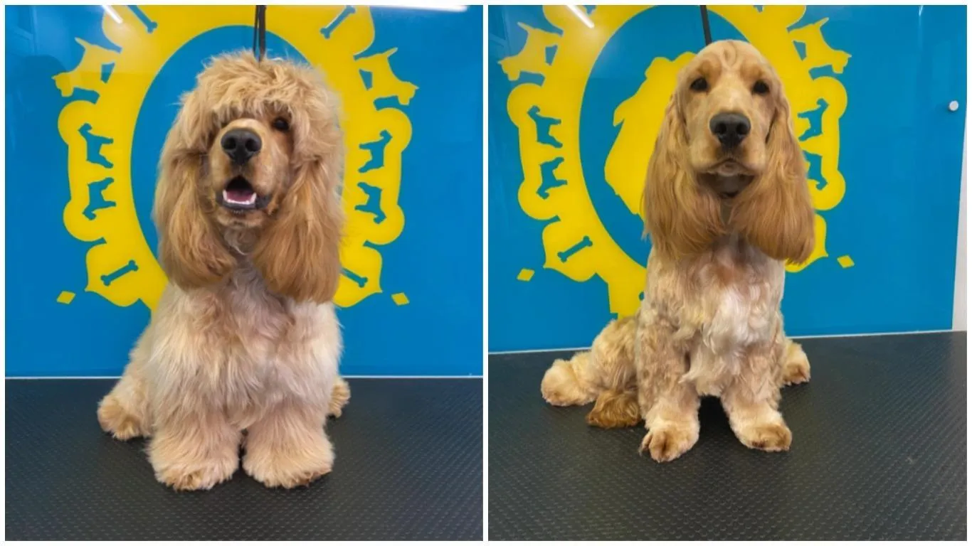 Грумер Грумер