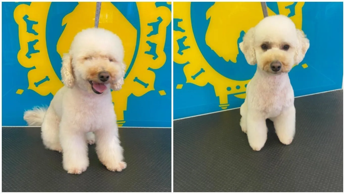 Пучон Пучон