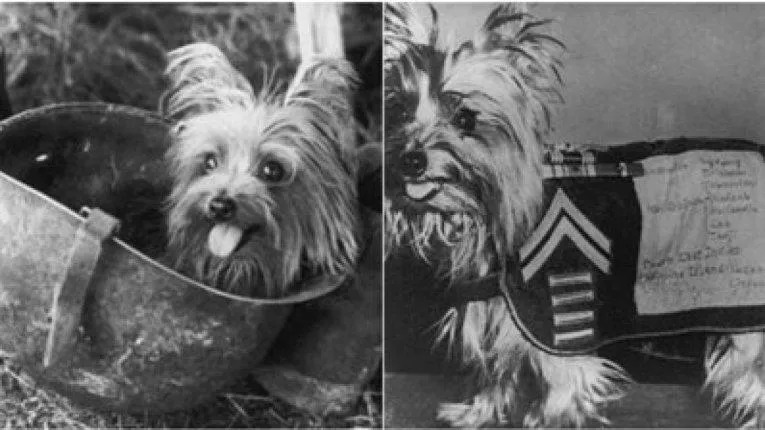 Храбрый йоркширский терьер Смоки - история собаки на