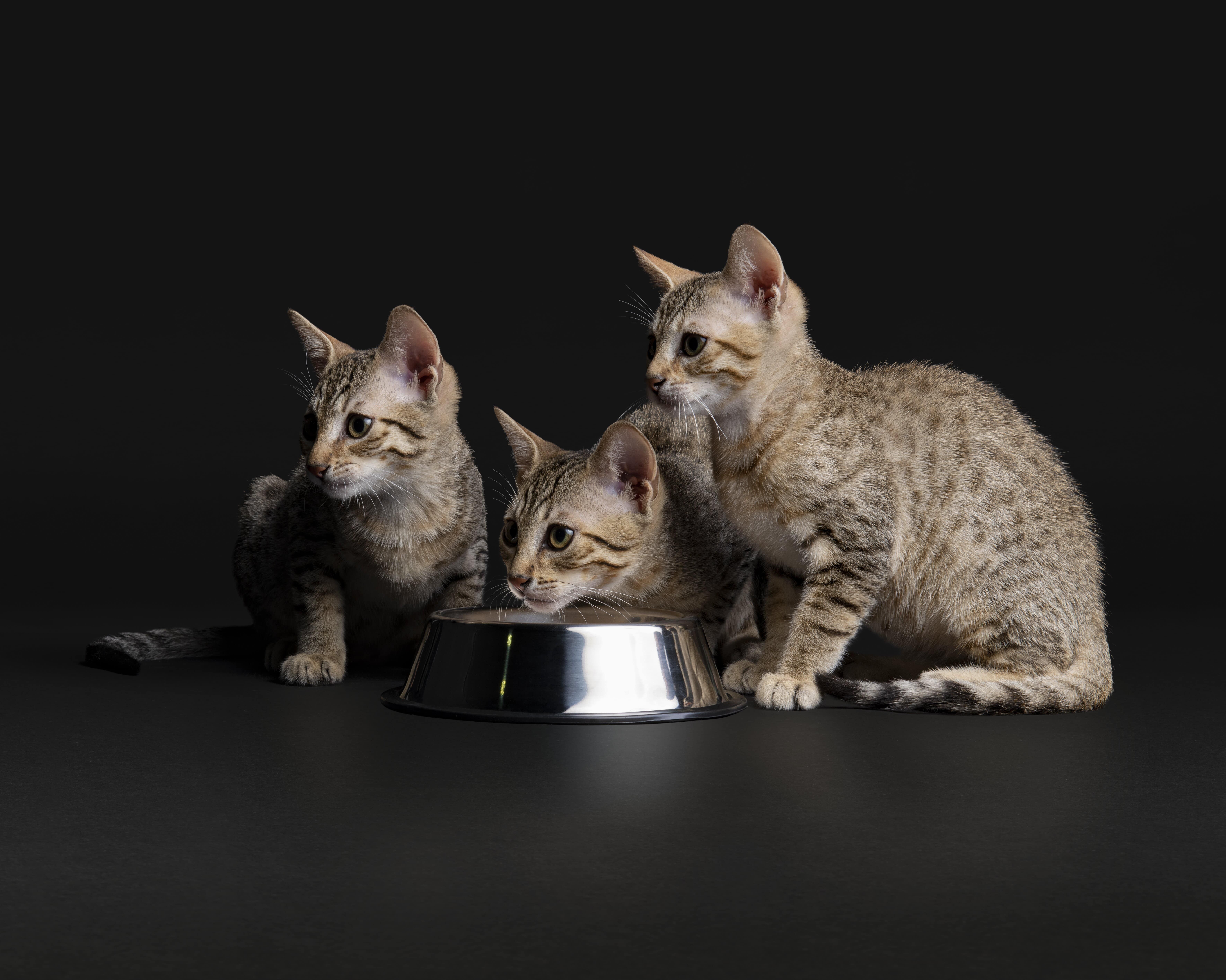 Purina Pro Plan: лінійка раціонів для стерилізованих котів