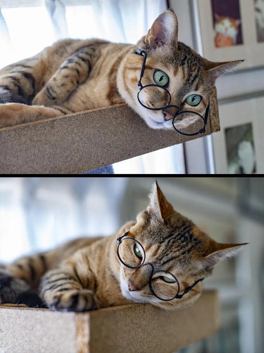 Очки для кошек оказались отличной покупкой