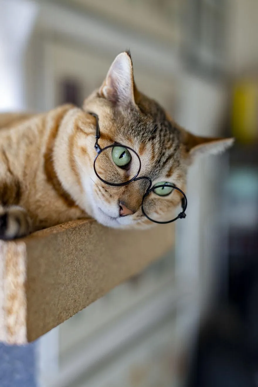 Каноко Чан и его невероятные зеленые глаза Каноко Чан и его невероятные зеленые глаза