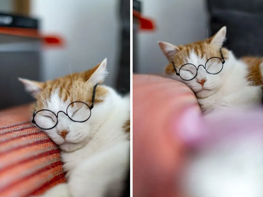 Кот по кличке Фукутаро имеет очень интеллигентный вид Кот по кличке Фукутаро имеет очень интеллигентный вид