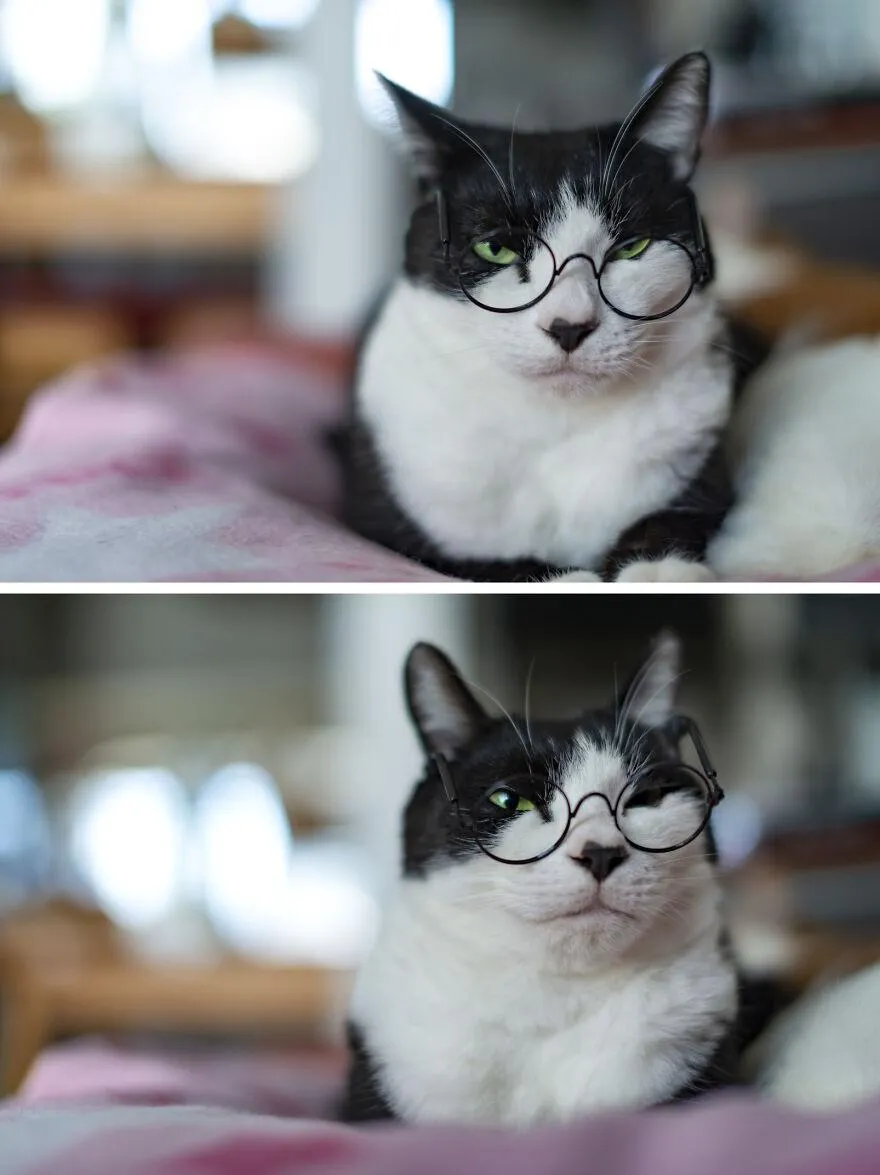 Этому коту тоже подходят круглые очки 
